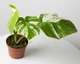Монстера Альба / ​Monstera Albo Высота 30-40 см - изображение 1