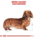Сухий корм Royal Canin Dachshund Adult для дорослих собак породи такса від 10 місяців 500 г (3182550717328) - зображення 3