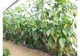 Сітка шпалерна Agreen 1х100 м (12.5х12.5) біла квіткова - изображение 5