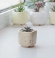 Керамический горшок для кактусов Mini Plant размер XS 5,2х5,1см Квадратный Бежевый в крапинку - изображение 1