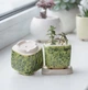 Підставка керамічна для горщиків Mini Plant 6,5x6,5x1cм Бежева - зображення 7