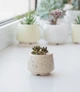 Керамический горшок для кактусов Mini Plant размер XS 4,9х5,2см Трапеция Бежевый в крапинку - изображение 1
