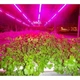 Комплект для растений Блок питания фитолента и подключка к 220В LED FITO GreenHouse 5м влагозащитная IP65 - изображение 7