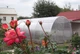 Теплица KZT «Люкс» с поликарбонатом GREENHOUSE NANO 8мм, 400х800х250 (см) - изображение 3