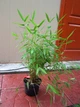 Бамбук Fargesia Nitida Creat Wall - зображення 4