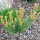 Сосна гірська Альбоспіката Домшке / Pinus mugo Albospicata Domschke C3 h 20-30 см - зображення 1