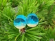 Серьги плаги WoodWork TUNNEL Round Blue Translucent 36 мм Деревянные - изображение 4
