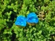 Серьги плаги WoodWork TUNNEL Round Blue Foil 34 мм Деревянные - изображение 9