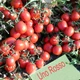 Семена томатов United Genetics Уно россо f1 10 семян - изображение 3