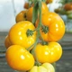 Насіння томатів Kitano Seeds Ямамото (кс 10) f1 100 насінин - зображення 6