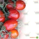 Насіння томатів Kitano Seeds Деріка f1 (ks 720 f1) 1000 насінин - зображення 3