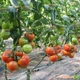 Насіння томатів Kitano Seeds Ядвіга f1 100 насінин - зображення 3