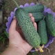 Семена огурцов Lark Seeds Уникум f1 1000 семян - изображение 3