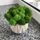 Кашпо со мхом гипсовое MiNature Moss ягель зелёный - изображение 1