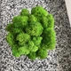 Кашпо со мхом гипсовое MiNature Moss ягель зелёный - изображение 3