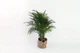 Пальма Арека / Areca Palm 130-140 см - изображение 1