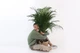 Пальма Арека / Areca Palm 130-140 см - изображение 2