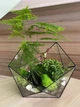 Флорариум из суккулентов h 25 cm - изображение 3