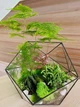 Флорариум из суккулентов h 25 cm - изображение 4