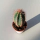Кактус 59 GreenLife, контейнер 5х5 - изображение 1
