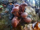 Мицелий на брусочках Опёнок осенний (Опёнок настоящий), Armillaria mellea - изображение 4