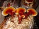 Міцелій Рейші (Трутовика лакованого), Ganoderma lucidum 100 г - зображення 2