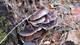 Міцелій на брусочки Глива лимонна-жовта, Pleurotus citrinopileatus - зображення 7