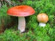 Мицелий Строчка обыкновенного, Gyromitra esculenta 100 г - изображение 4