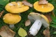 Мицелий Сыроежки буреющей (Сыроежки ароматной), Russula xerampelina 100 г - изображение 4