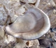 Мицелий на брусочках Вешенка рожковидная (Вешенка обильная), Pleurotus cornucopiae - изображение 4