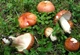 Мицелий Строчка обыкновенного, Gyromitra esculenta 100 г - изображение 5