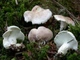 Міцелій Трутовика кіноварно-червоного, Pycnoporus cinnabarinus 100 г - зображення 5