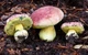 Мицелий Болета королевского, Boletus regius 100 г - изображение 2