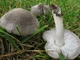 Міцелій Рядовки бурої, Tricholoma flavobrunneum 100 г - зображення 3