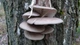 Міцелій на брусочки Глива лимонна-жовта, Pleurotus citrinopileatus - зображення 6