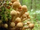 Мицелий Опёнка осеннего (Опёнка настоящего, Опёнка медового), Armillaria mellea 100 г - изображение 1