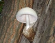 Мицелий Гигрофор поздний (бурый), Hygrophorus hypothejus 100 г - изображение 3