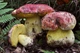 Мицелий Болета королевского, Boletus regius 100 г - изображение 3