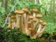 Мицелий Опёнка осеннего (Опёнка настоящего, Опёнка медового), Armillaria mellea 100 г - изображение 2