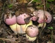 Мицелий Болета королевского, Boletus regius 100 г - изображение 4