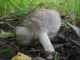 Міцелій Рядовки бурої, Tricholoma flavobrunneum 100 г - зображення 5