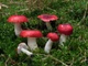 Мицелий Сыроежки жгучей, Russula emetica 100 г - изображение 2