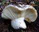 Міцелій Подгруздка білого (Сухого груздя), Russula delica 100 г - зображення 1