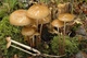 Міцелій Грошики кореневої, Oudemansiella radicata 100 г - зображення 3