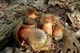 Мицелий Дубовика крапчатого, Boletus erythropus 100 г - изображение 2
