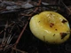 Мицелий Сыроежки буреющей (Сыроежки ароматной), Russula xerampelina 100 г - изображение 9