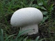 Міцелій Головача круглого, Calvatia utriformis 100 г - зображення 1