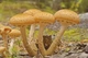 Мицелий Опёнка осеннего (Опёнка настоящего, Опёнка медового), Armillaria mellea 100 г - изображение 5