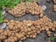 Міцелій Грошики кореневої, Oudemansiella radicata 100 г - зображення 5