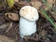 Міцелій Подгруздка білого (Сухого груздя), Russula delica 100 г - зображення 4